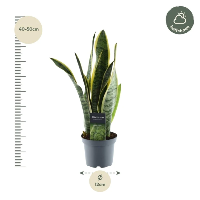 Sansevieria Laurentii – 45 cm Bogenhanf mit gelbem Rand