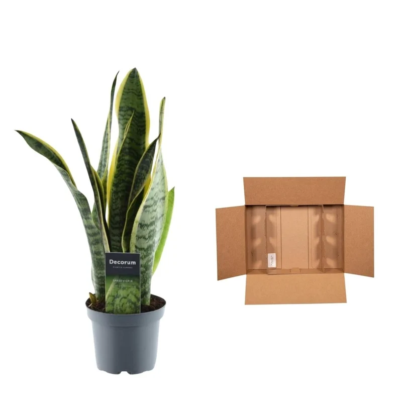 Sansevieria Laurentii – 45 cm Bogenhanf mit gelbem Rand