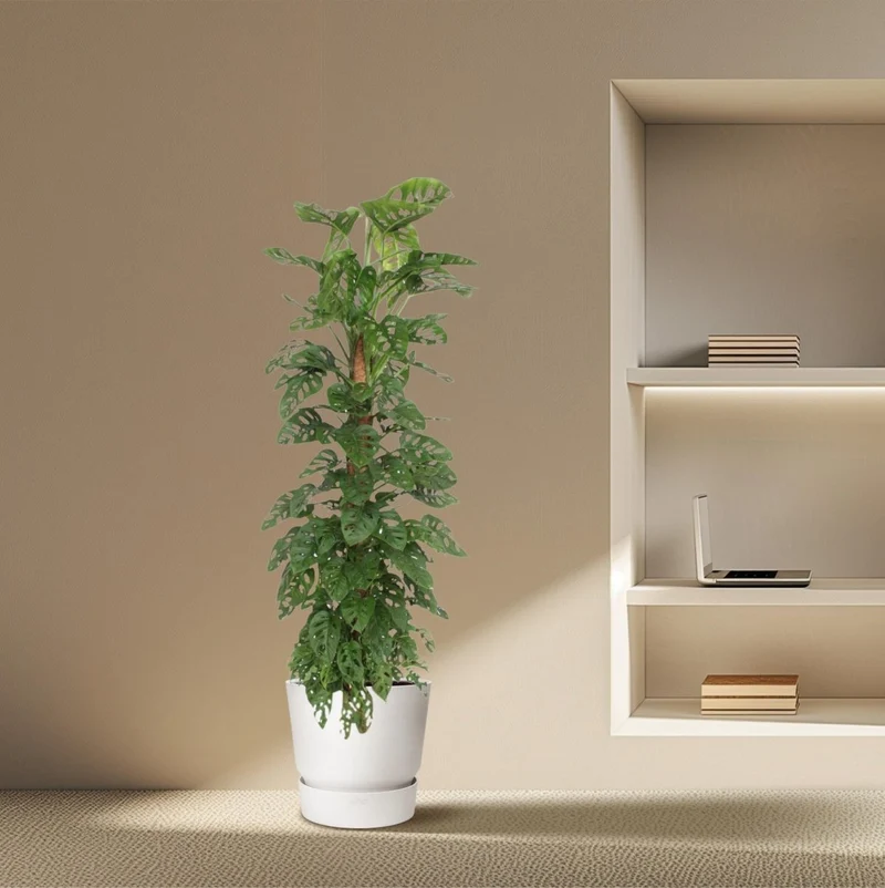 Monstera Monkey Leaf kaufen – Monstera obliqua, trendige Lochpflanze