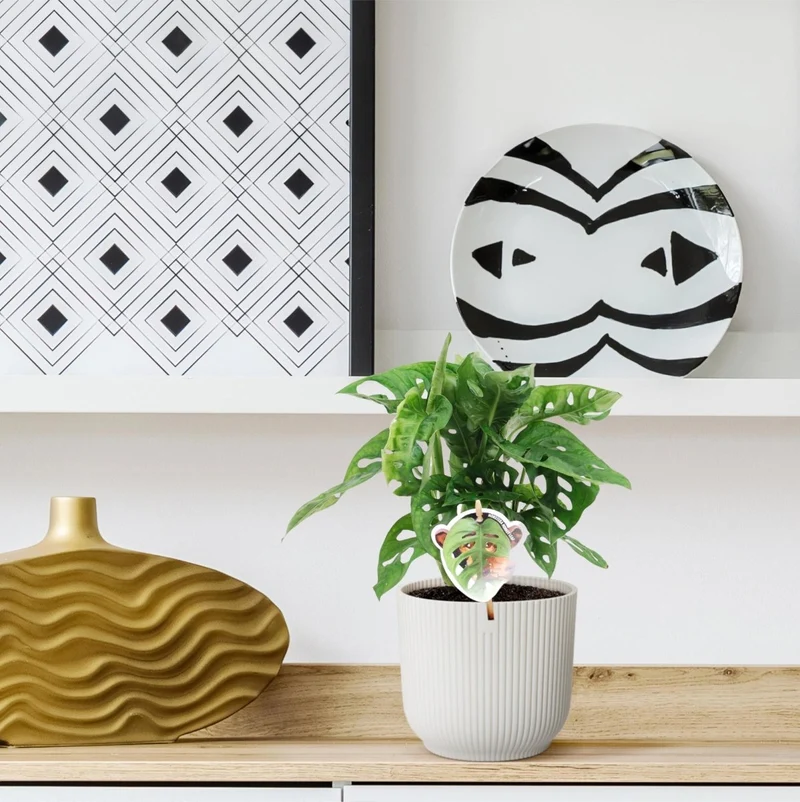 Monstera Monkey Leaf kaufen – Monstera obliqua, trendige Lochpflanze