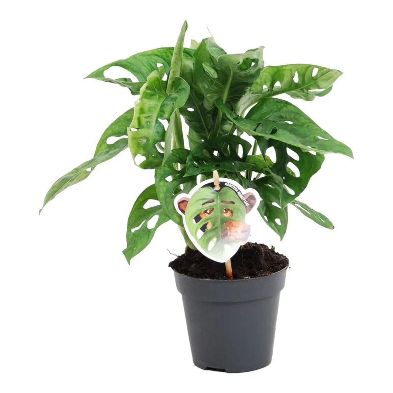 Monstera Monkey Leaf kaufen – Monstera obliqua, trendige Lochpflanze