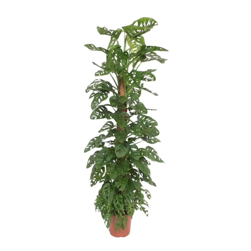 Monstera Monkey Leaf kaufen – Monstera obliqua, trendige Lochpflanze