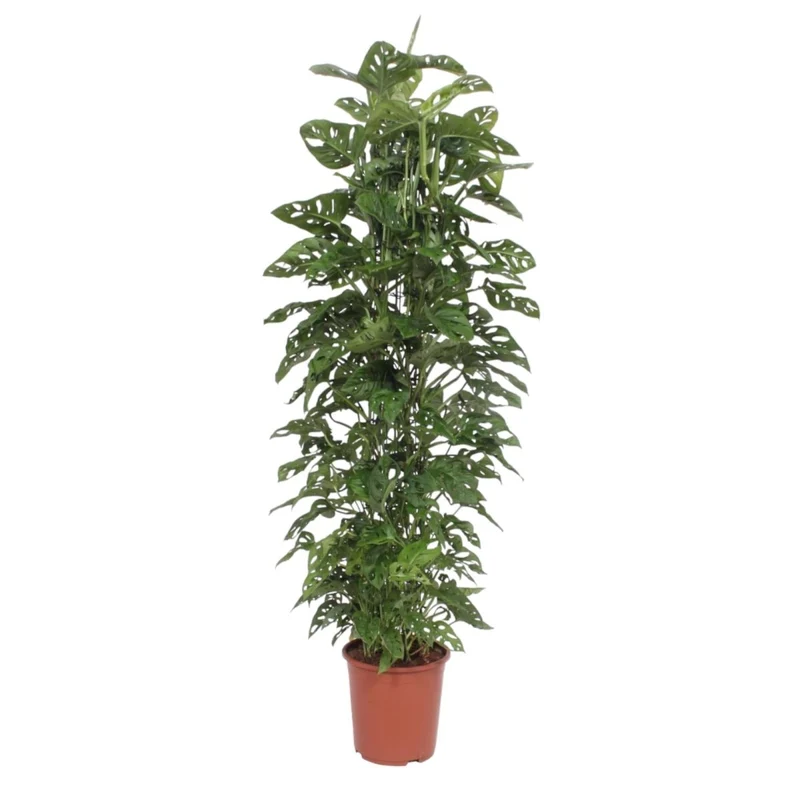 Monstera Monkey Leaf kaufen – Monstera obliqua, trendige Lochpflanze