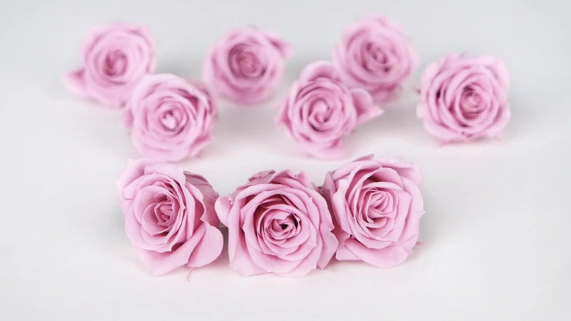 Rosen konserviert Izumi Earth Matters - 9 Köpfe - Crystal pink 111