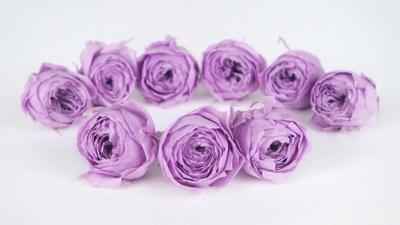 Rosen konserviert Cocotte Earth Matters - 9 Köpfe - Sweet lilac 451