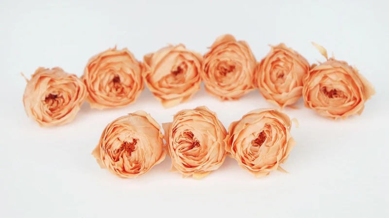Rosen konserviert Cocotte Earth Matters - 9 Köpfe - Tart orange 382