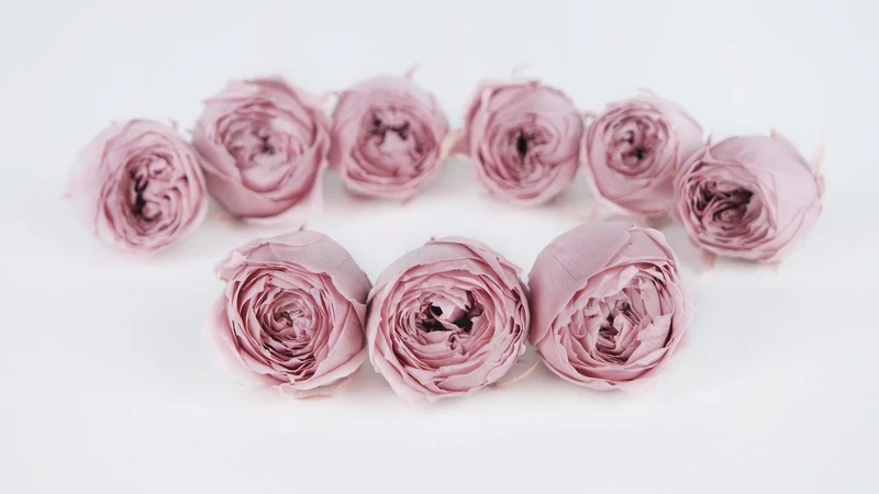Rosen konserviert Cocotte Earth Matters - 9 Köpfe - Misty Rose 241