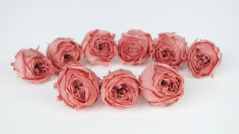 Rosen konserviert Cocotte Earth Matters - 9 Köpfe - Bon bon pink 171