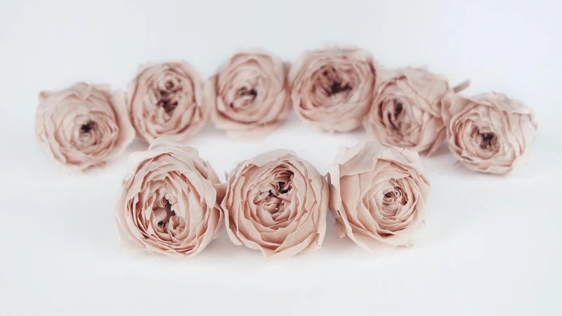 Rosen konserviert Cocotte Earth Matters - 9 Köpfe - Champagne Pink 131