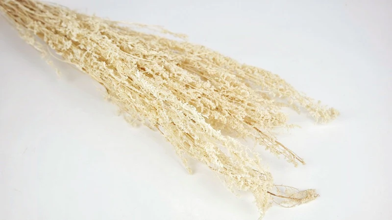 Beifuß getrocknet - 1 Bund - Creme