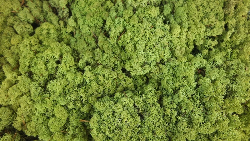 Konserviertes Islandmoos - 500 g - Vintage Grün