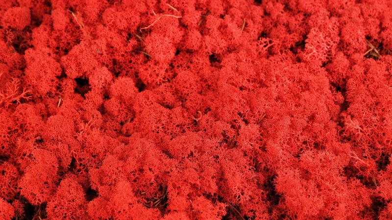 Konserviertes Islandmoos - 500 g - Rot