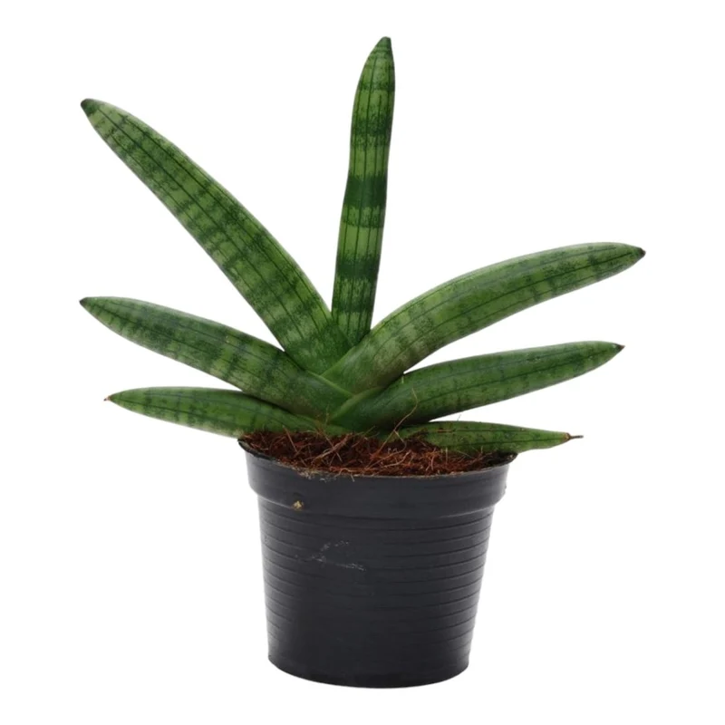 Sansevieria ‘Skyline’ – 25 cm kompakte Design‑Pflanze