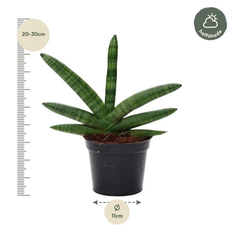 Sansevieria ‘Skyline’ – 25 cm kompakte Design‑Pflanze