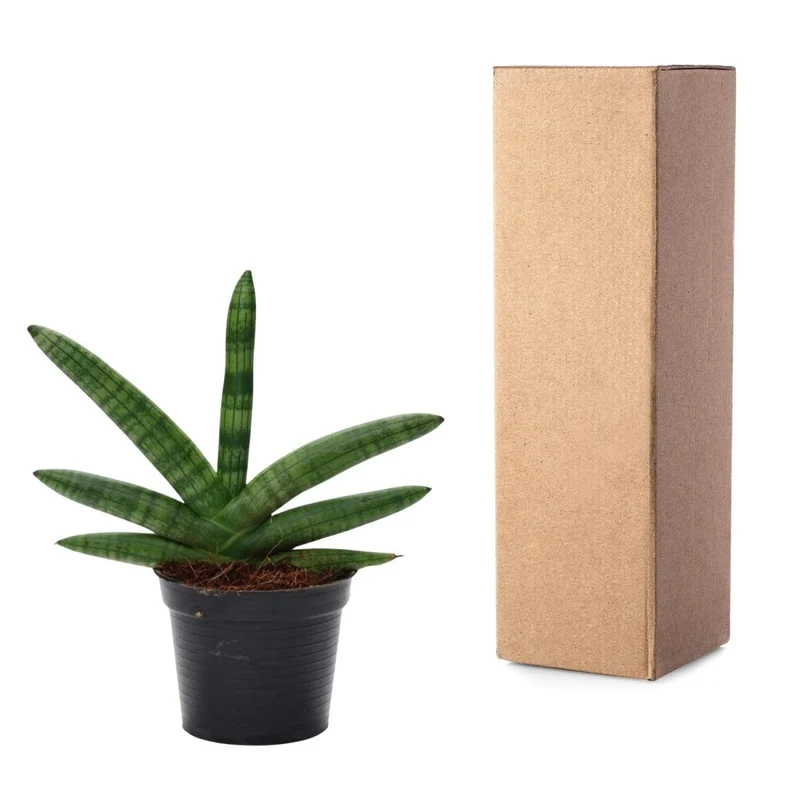 Sansevieria ‘Skyline’ – 25 cm kompakte Design‑Pflanze
