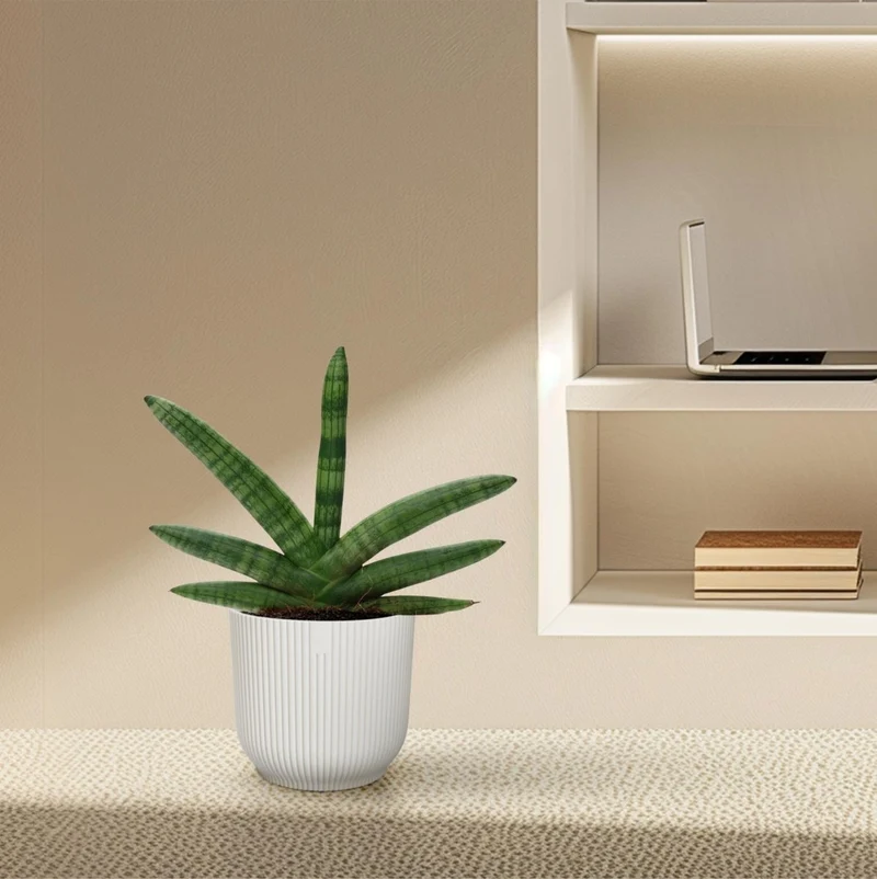 Sansevieria ‘Skyline’ – 25 cm kompakte Design‑Pflanze