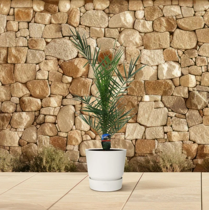 Kanarische Dattelpalme – Phoenix canariensis – Mediterrane Kübel- & Gartenpflanze – Immergrün