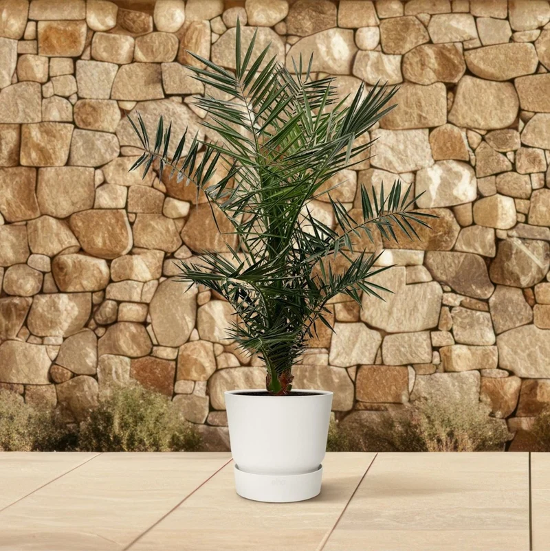 Kanarische Dattelpalme – Phoenix canariensis – Mediterrane Kübel- & Gartenpflanze – Immergrün