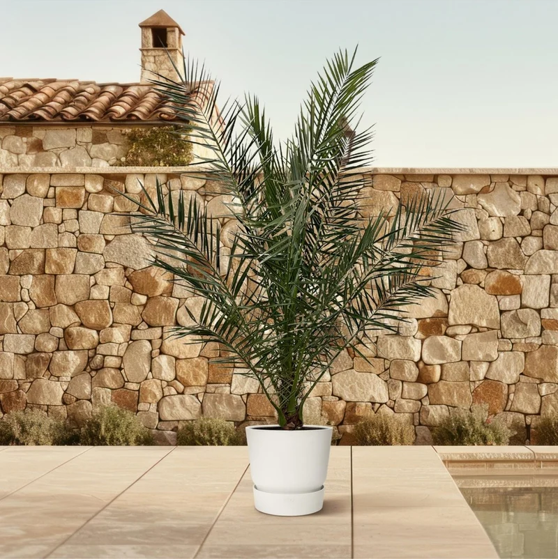 Kanarische Dattelpalme – Phoenix canariensis – Mediterrane Kübel- & Gartenpflanze – Immergrün