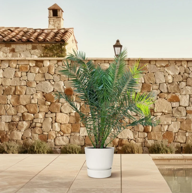 Kanarische Dattelpalme – Phoenix canariensis – Mediterrane Kübel- & Gartenpflanze – Immergrün