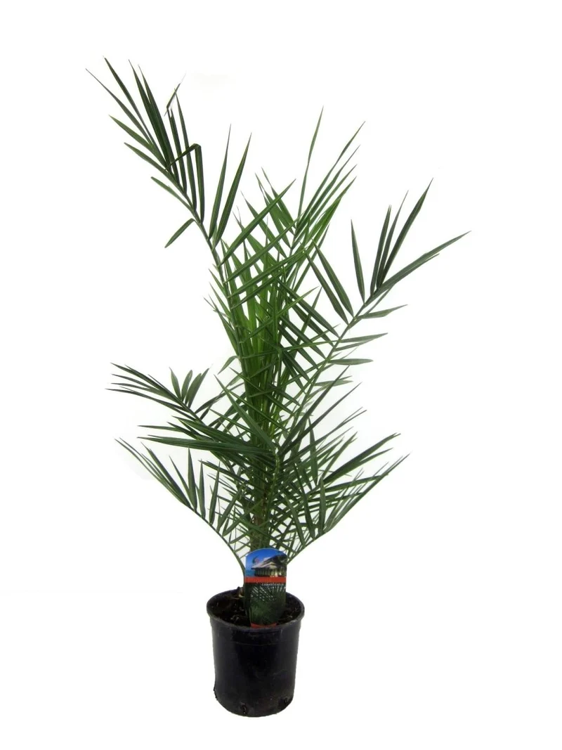 Kanarische Dattelpalme – Phoenix canariensis – Mediterrane Kübel- & Gartenpflanze – Immergrün