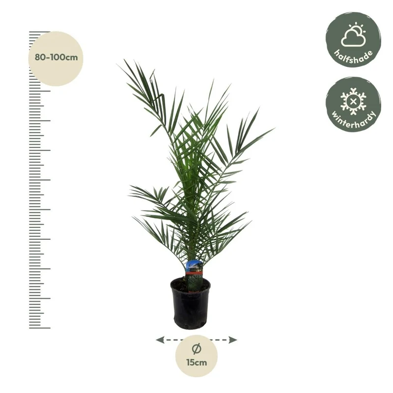Kanarische Dattelpalme – Phoenix canariensis – Mediterrane Kübel- & Gartenpflanze – Immergrün