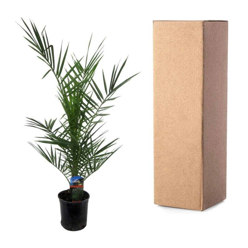 Kanarische Dattelpalme – Phoenix canariensis – Mediterrane Kübel- & Gartenpflanze – Immergrün