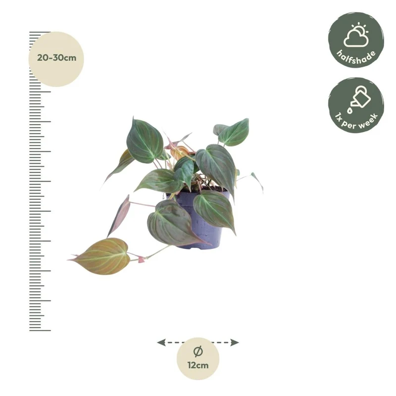 Philodendron scandens ‘Micans’ 25 cm | Herzblatt-Philodendron im Ø12 cm Topf – Samtige Trendpflanze