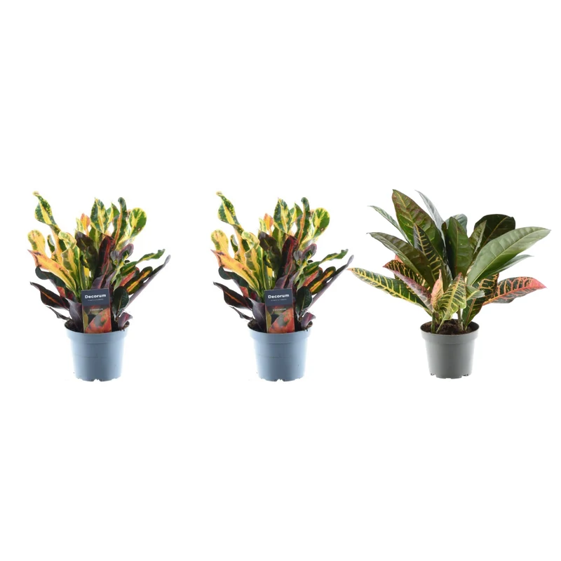 3x Wunderstrauch Mix - 30 cm - Ø 12 cm