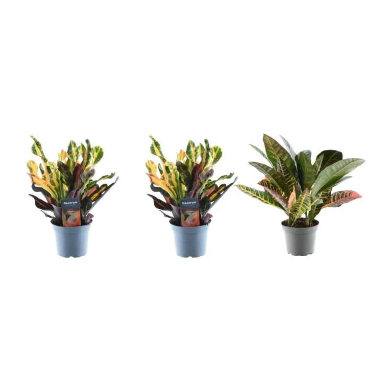 3x Wunderstrauch Mix - 30 cm - Ø 12 cm