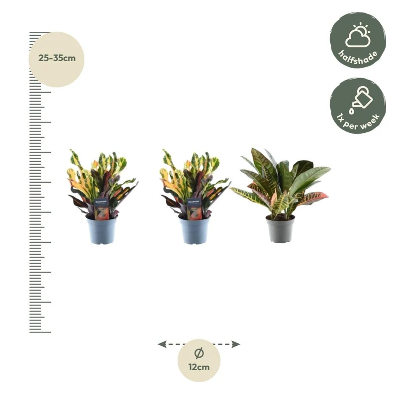 3x Wunderstrauch Mix - 30 cm - Ø 12 cm