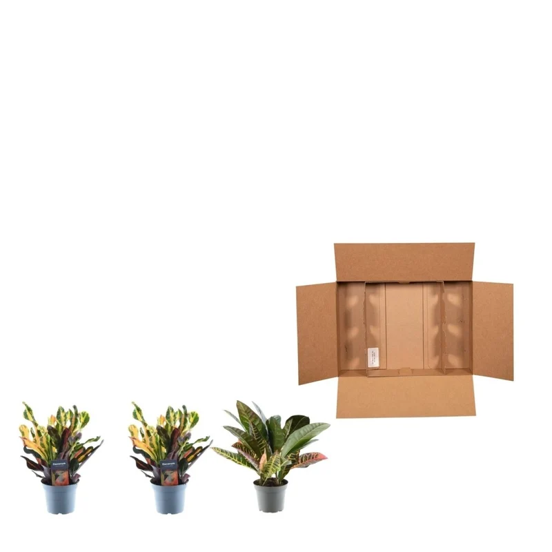 3x Wunderstrauch Mix - 30 cm - Ø 12 cm