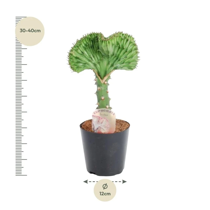 Euphorbia lactea Cristata grün - 35 cm - Ø 12 cm