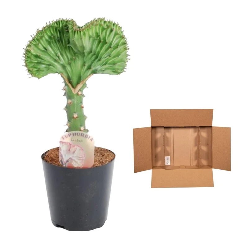 Euphorbia lactea Cristata grün - 35 cm - Ø 12 cm