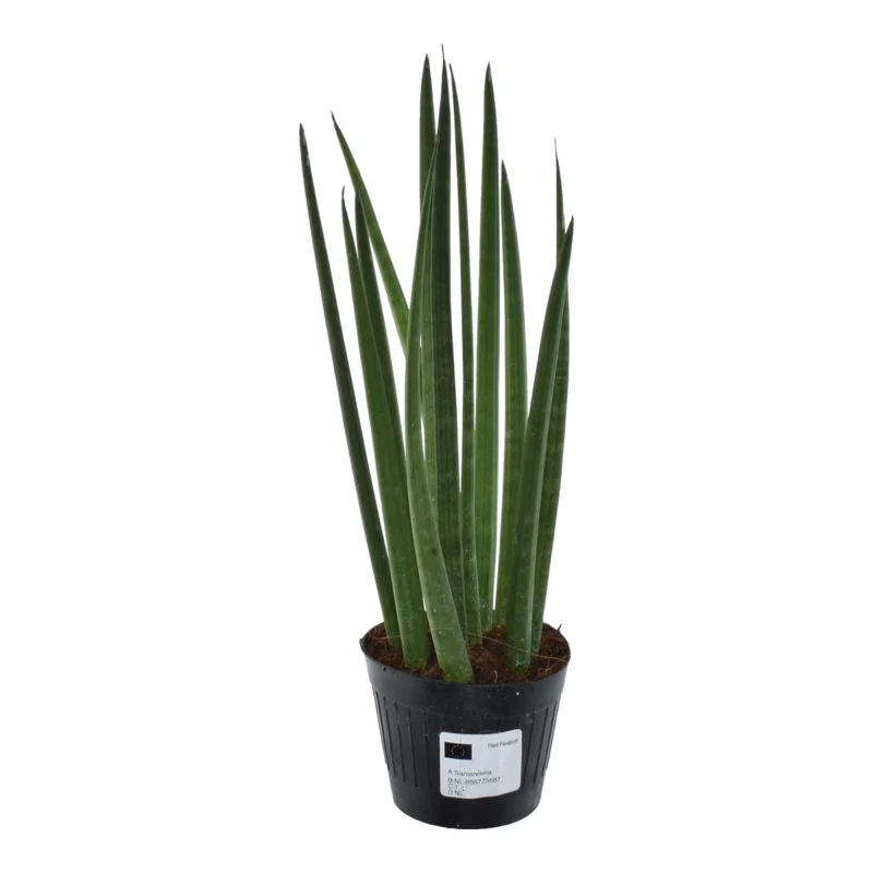 Sansevieria cylindrica ‘Bacularis’ – Mikado Pflanze 38 cm