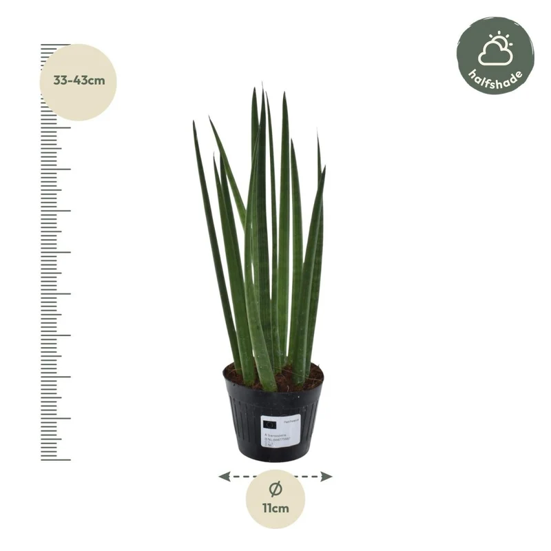 Sansevieria cylindrica ‘Bacularis’ – Mikado Pflanze 38 cm