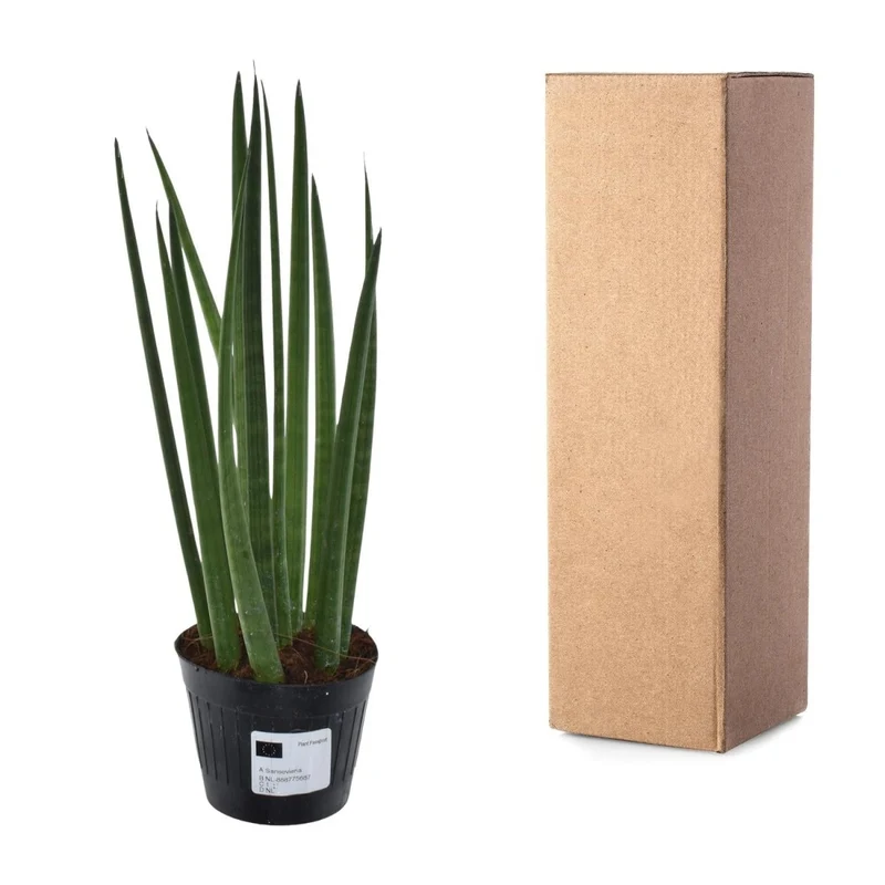 Sansevieria cylindrica ‘Bacularis’ – Mikado Pflanze 38 cm