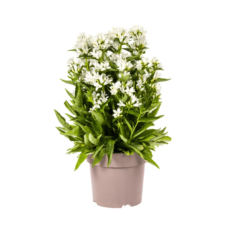 Knäuel-Glockenblume „Genti“ Ø 19 cm - Höhe 30-40 cm