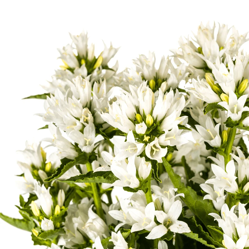 Knäuel-Glockenblume „Genti“ Ø 19 cm - Höhe 30-40 cm