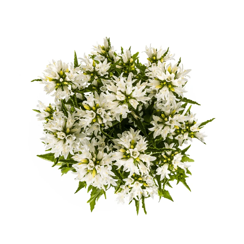 Knäuel-Glockenblume „Genti“ Ø 19 cm - Höhe 30-40 cm