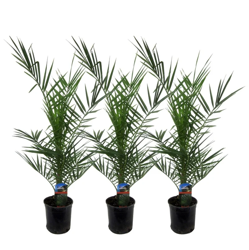 3x Kanarische Dattelpalme – Phoenix canariensis – Mediterrane Kübel- & Gartenpflanze – Immergrün