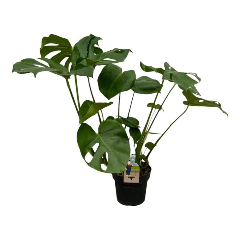 Monstera deliciosa kaufen – Das Fensterblatt, 70–180 cm