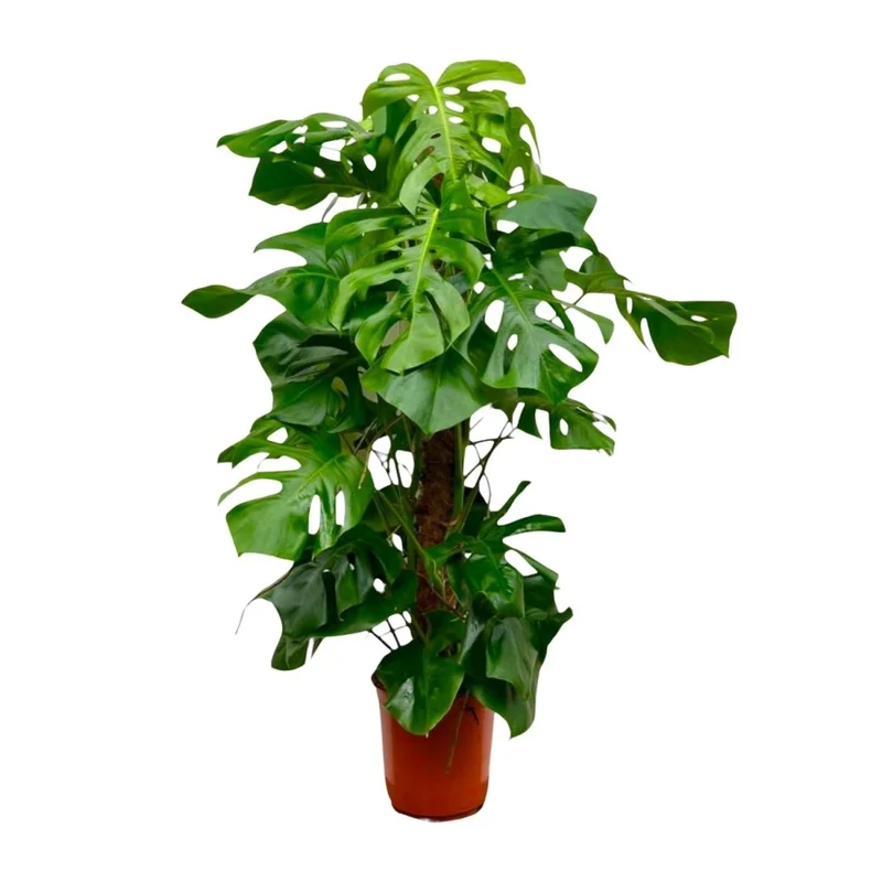 Monstera deliciosa kaufen – Das Fensterblatt, 70–180 cm