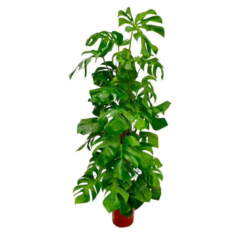 Monstera deliciosa kaufen – Das Fensterblatt, 70–180 cm