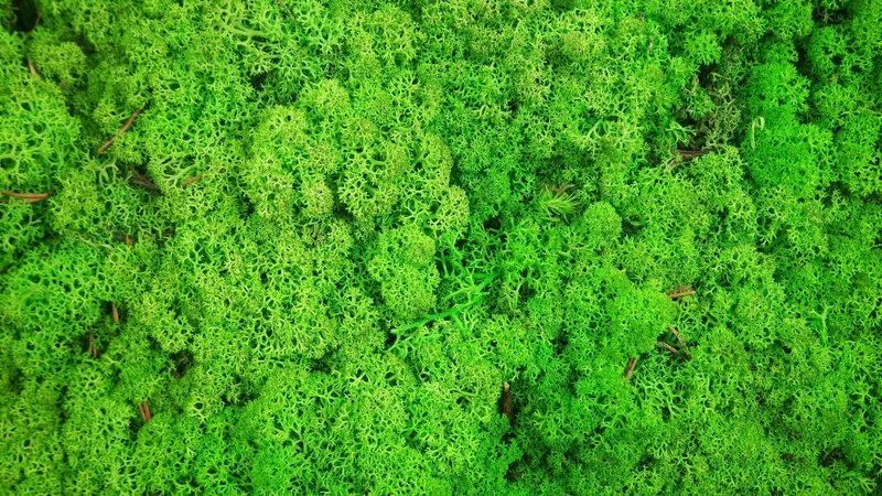 Konserviertes Islandmoos - 500 g - Grasgrün hell