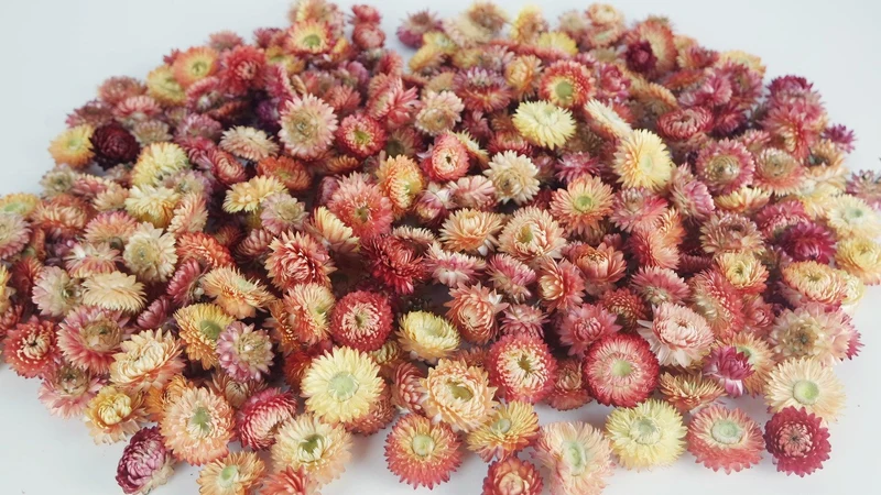 Strohblumen Köpfe - 200 g - Naturfarbe Lachsrosa
