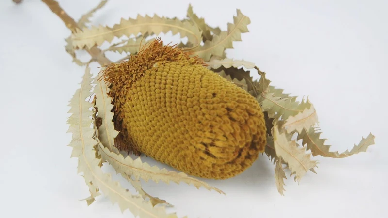 Banksia Hookerana - 1 Stiel - Safrangelb