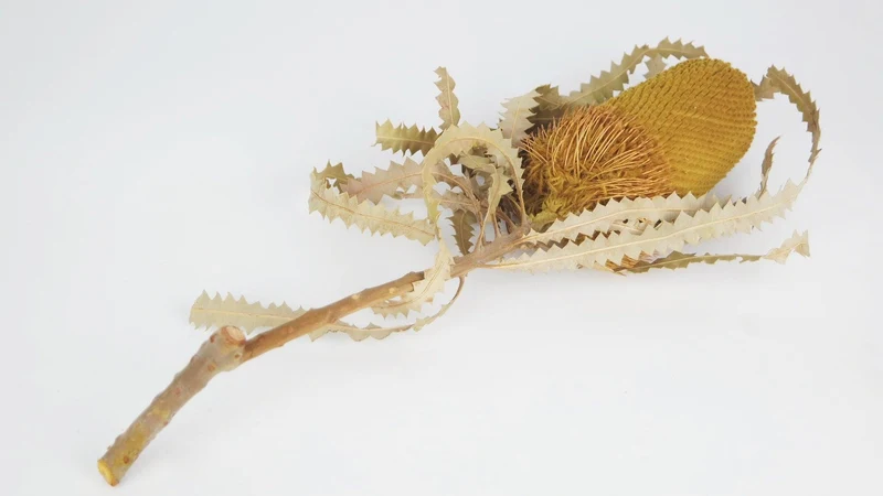 Banksia Hookerana - 1 Stiel - Safrangelb