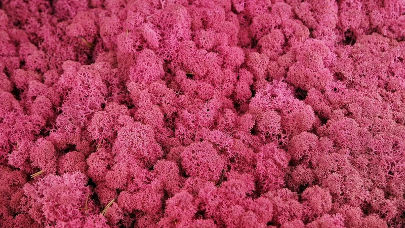 Konserviertes Islandmoos - 500 g - Erica