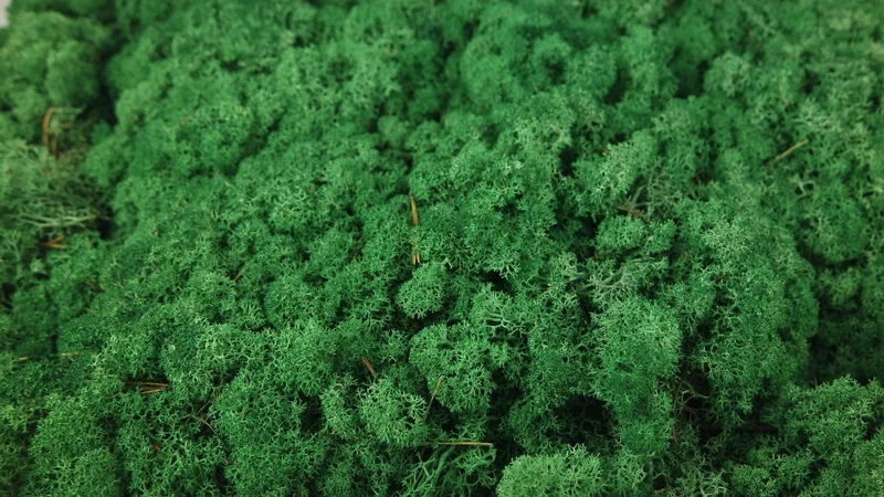 Konserviertes Islandmoos - 5 kg - Grasgrün